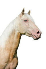 Obraz na płótnie Canvas Cremello (creme pureblood horse) portrait