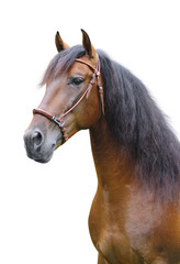 A portrait of an andalusian stallion on a white background - 40241496