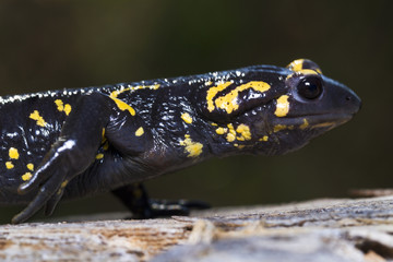 fire salamander