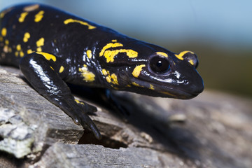 fire salamander