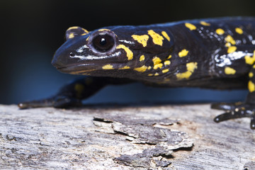 fire salamander