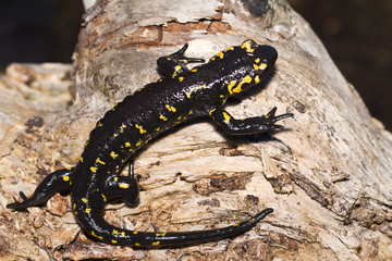 fire salamander