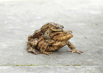 Erdkrötenpärchen