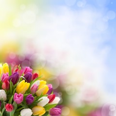 Tulips background