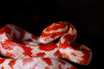 red corn snake © Mauro Rodrigues