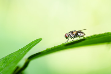 fly macro in green nature