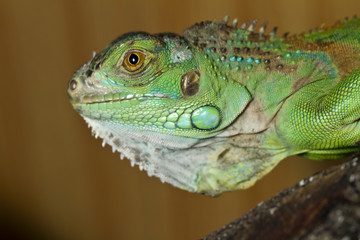 iguana lizard