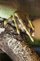 iguana lizard claw