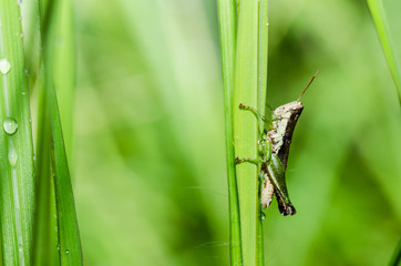grasshopper macro in green nature