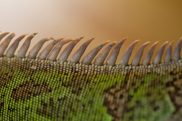 iguana spiked back