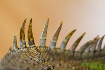 iguana spiked back