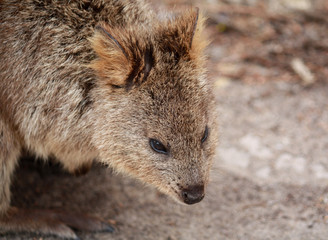 Naklejka premium Quokka closeup, Australian marsupial