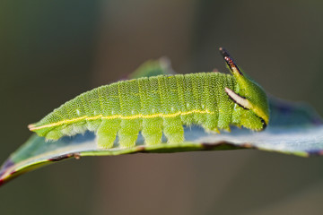 Foxy Emperor (Charaxes jasius)