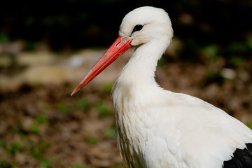 Portrait de cigogne