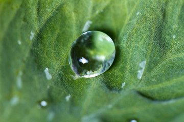 water droplet on a leaf