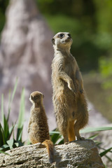 Suricates perchés