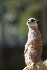 Suricate sentinelle