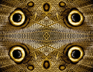 owl butterfly wing abstract background