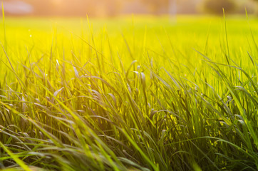 grass at sunset