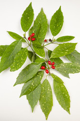 Planche botanique / Aucuba du Japon