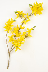 Planche botanique / Forsythia x