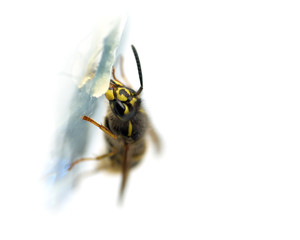 Wasp