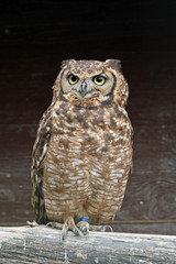 TIERE_0679_Uhu