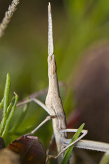 weird grasshoppper