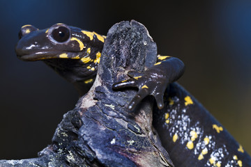 fire salamander
