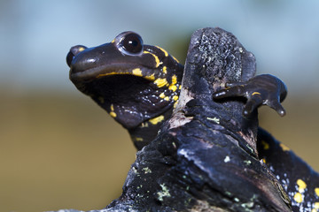 fire salamander