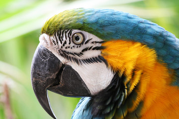 TIERE_0688_Gelbbrustara