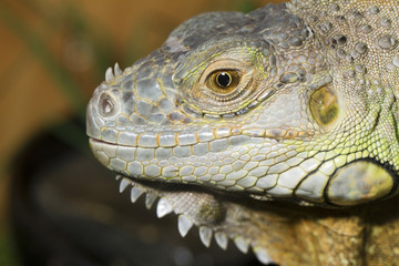 iguana lizard
