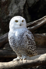 Fototapeta premium Snowy owl