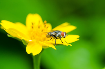 fly macro in green nature
