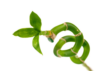 beautiful green bamboo isolated on white