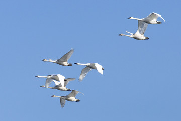 Flock of Flying Trumpeter Swans