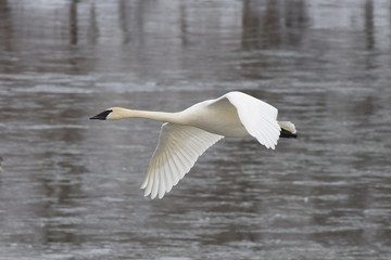 Flying Adult Trumpeter Swan