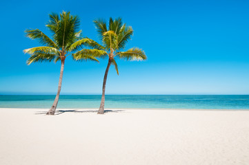 Empty tropical beach with palms
