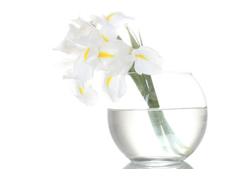 Beautiful irises in vase isolated on white
