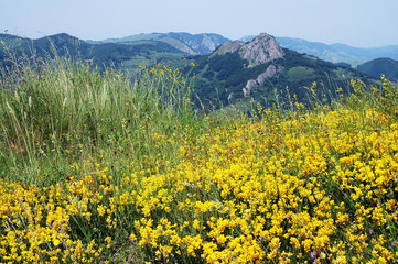Fototapeta na wymiar Field of yellow spring flowers, blue sky
