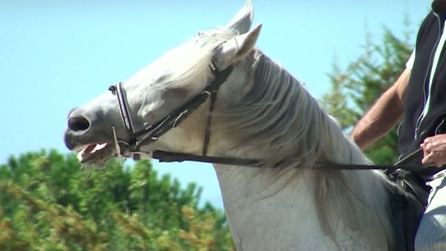 Cheval Espagnol