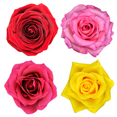 Four Rose Flowers Isolated on White