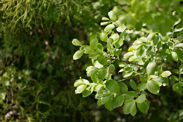 green leaves in the rays of sun