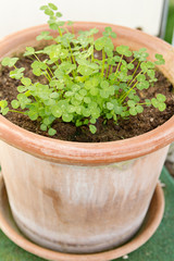 Spring green clover (shamrock) leaves in a pot