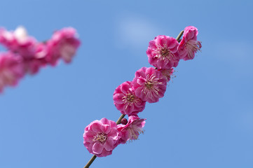 紅梅の花