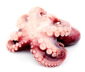 Octopus closeup