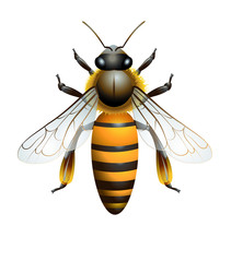 Abeille schématisée
