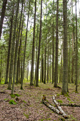 Always verdant conifer forest tree trunk in autumn