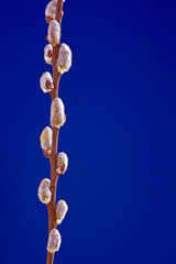 Gałązka z wiosennymi baziami © GKor