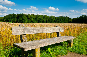 Naklejka premium Wheat Field